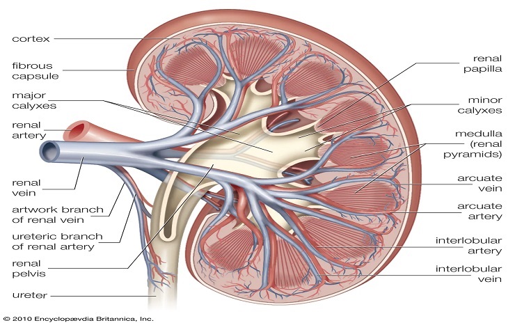 Assist me in rephrasing the definition of chronic kidney disease?