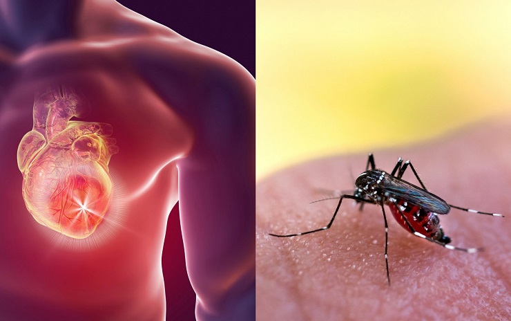 Three Distinct Stages of Dengue